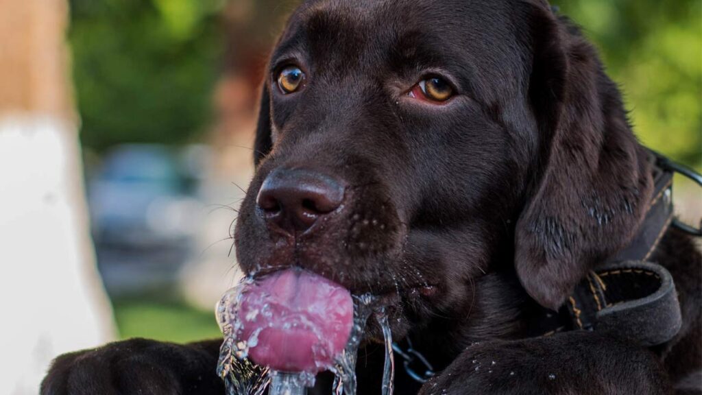 cuanta agua bebe perro con comida natural 1024x576